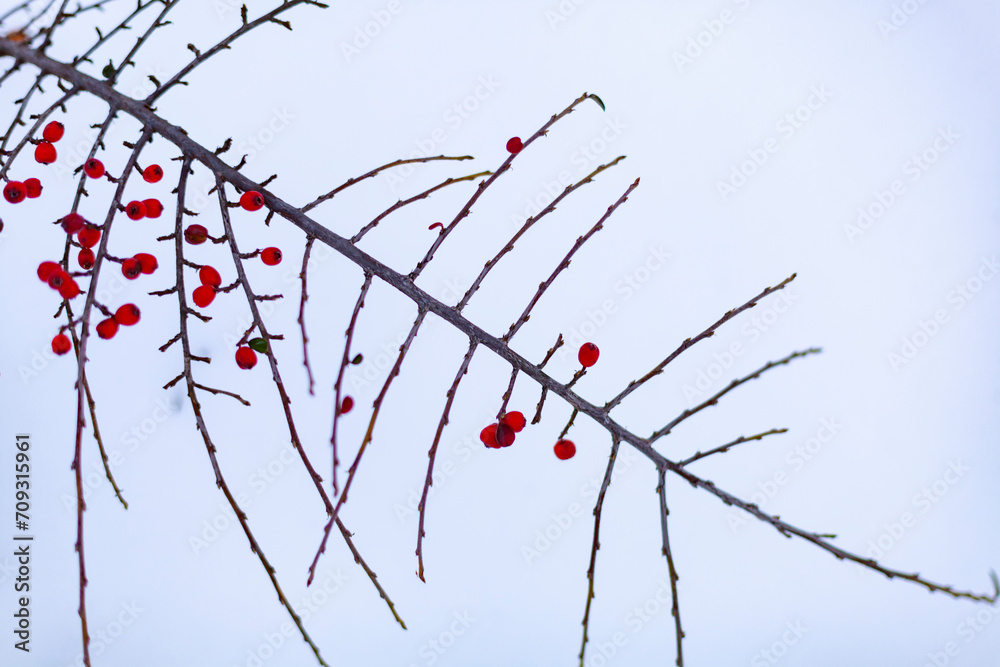 Bush with red berries in a snowdrift. Winter Winter scene. Selective Focus.