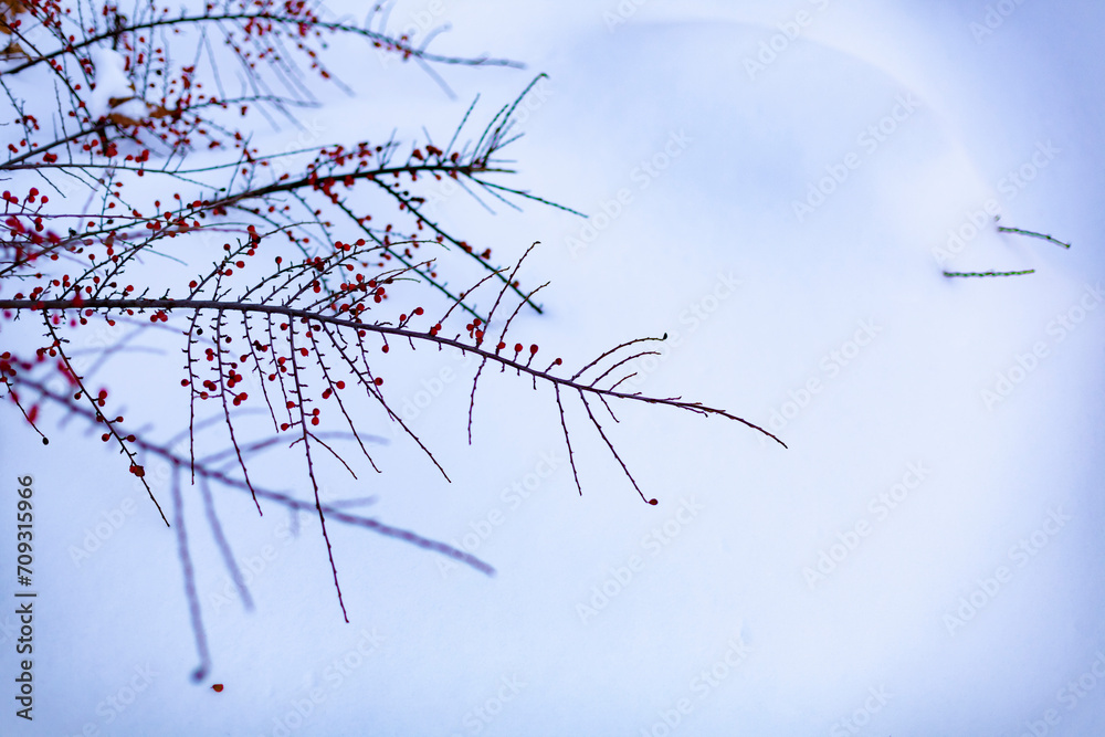 Bush with red berries in a snowdrift. Winter Winter scene. Selective Focus.