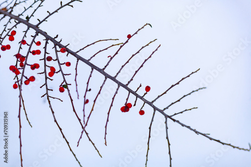 Obraz na płótnie Bush with red berries in a snowdrift. Winter Winter scene. Selective Focus. w salonie