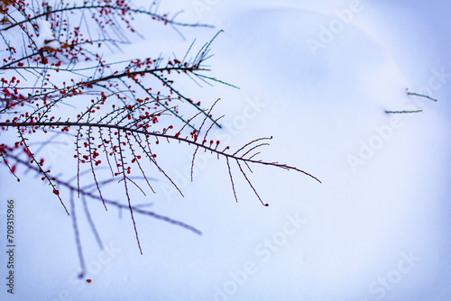 Obraz na płótnie Bush with red berries in a snowdrift. Winter Winter scene. Selective Focus. w salonie