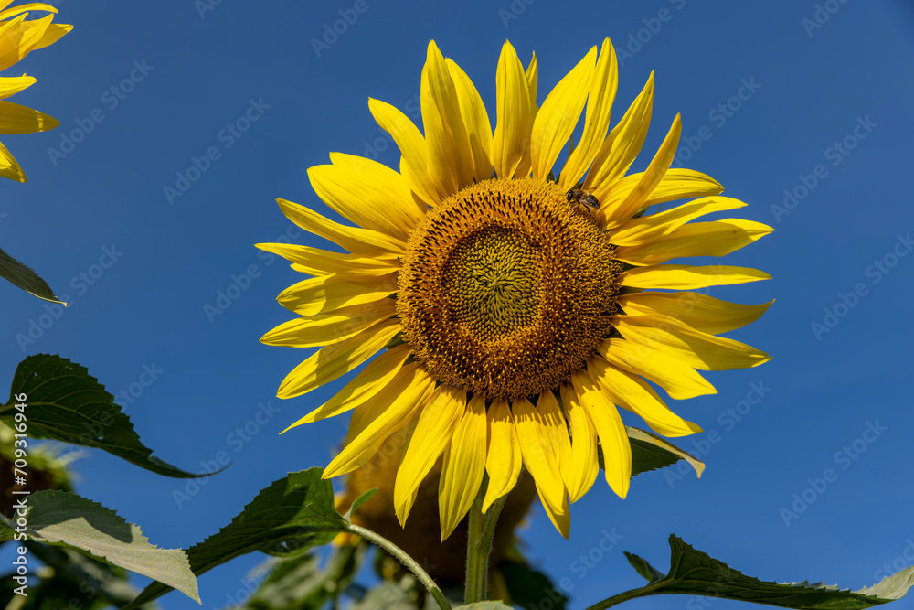 fading sunflowers in the summer, blooming sunflowers fading sunflowers in the summer, blooming sunflowers