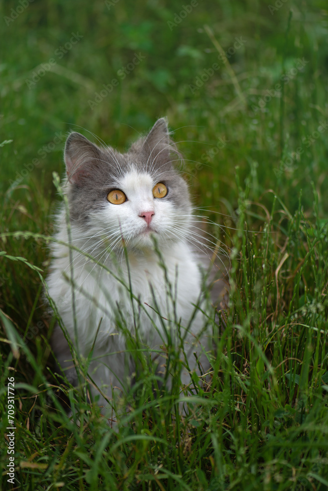 Cat on the grass. Cat lying on a grass field on a garden.