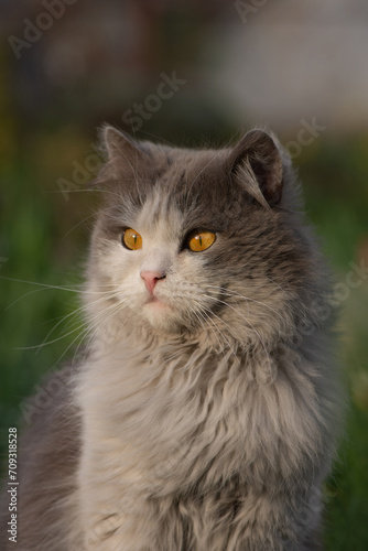 Cat is staring with curious yellow and big eyes outdoors at sunset