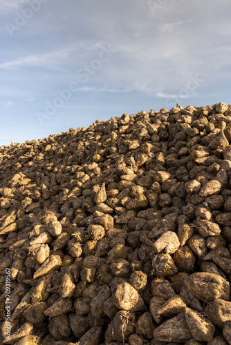 a pile of sugar beet harvest during harvest