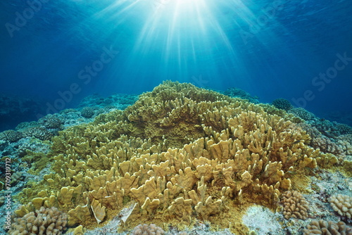 Sunlight underwater with fire coral on the ocean floor, seascape in the Pacific ocean, natural scene, Huahine, French Polynesia