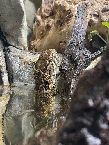 Chinese Crocodile Lizard - Shinisaurus crocodilurus