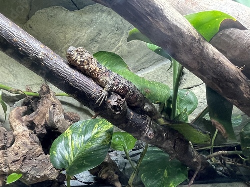 Chinese Crocodile Lizard - Shinisaurus crocodilurus