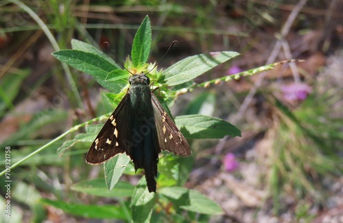 Tropical Long-tailed skipper butterfly on flowers in Florida nature, closeup photo