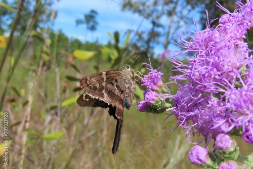 Tropical long-tailed skipper butterfly on purple wildflowers in Florida nature © natalya2015