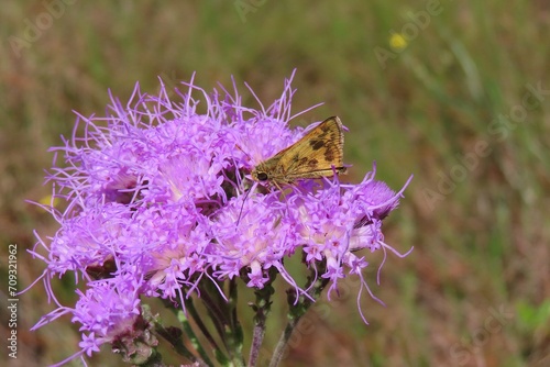 Skipper butterfly on purple wildflowers in Florida nature © natalya2015