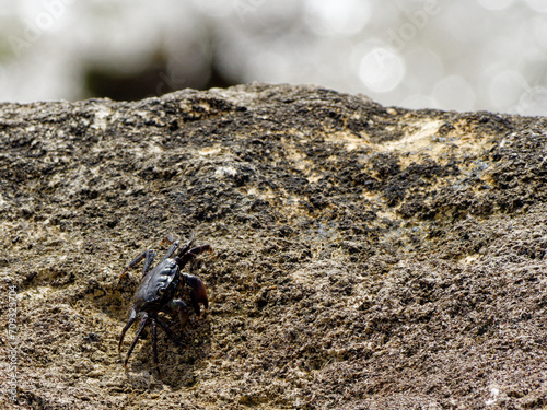 Isolated crab on a rock