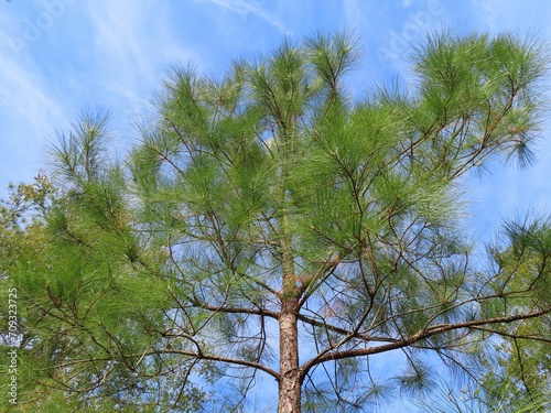 Pine tree branches against blue sky in Florida nature © natalya2015