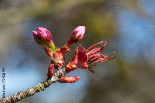 Macro shot of cherry blossom emerging into bloom photo