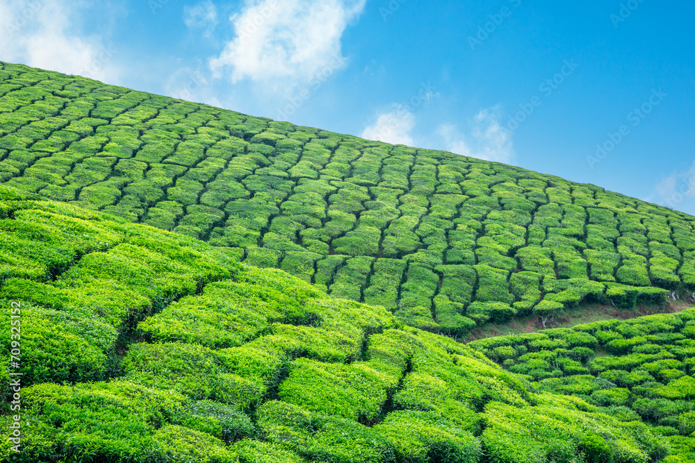 Green fields of tea plantations on the hills landscape, Munnar, Kerala, south India