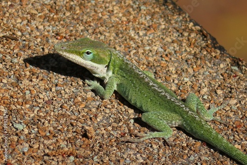 Tropical green anole lizard resting on the roff, closeup
