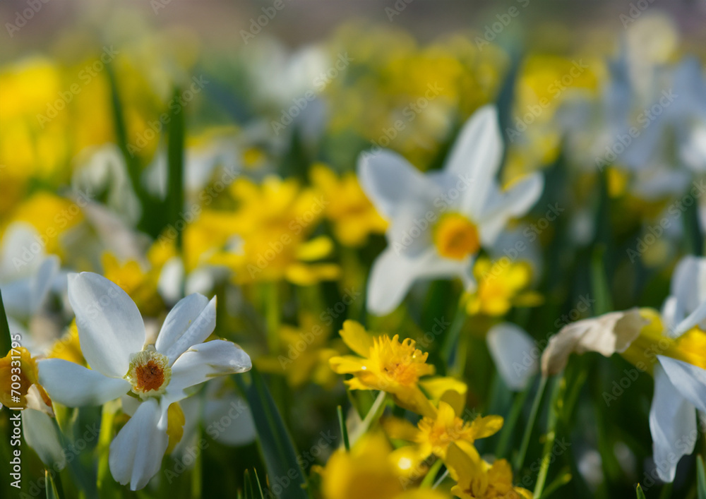 spring flowers spring flowers