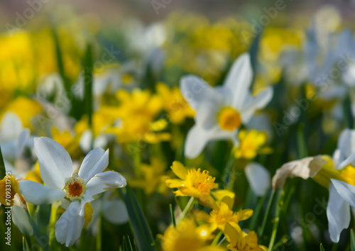 spring flowers