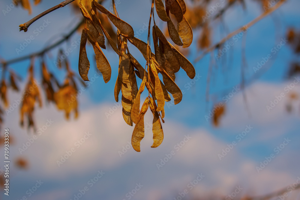 Naklejka premium Dry maple seeds hang on a branch in spring.