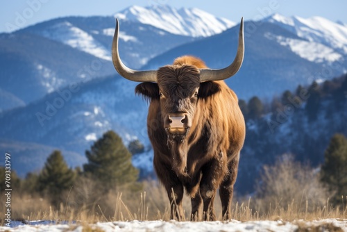 yak in the mountains © StockUp