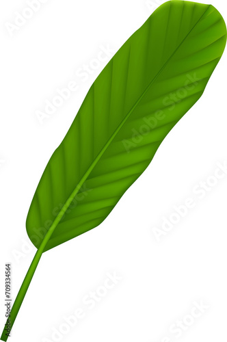 Realistic tropical plants  jungle leaf. Green monstera  palm and banana leaves  summer exotic spa decorative elements. 3d isolated botanical rainforest objects  transparent  png