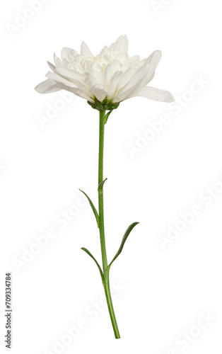 White chrysanthemum bud on green stem with leaves, isolated background