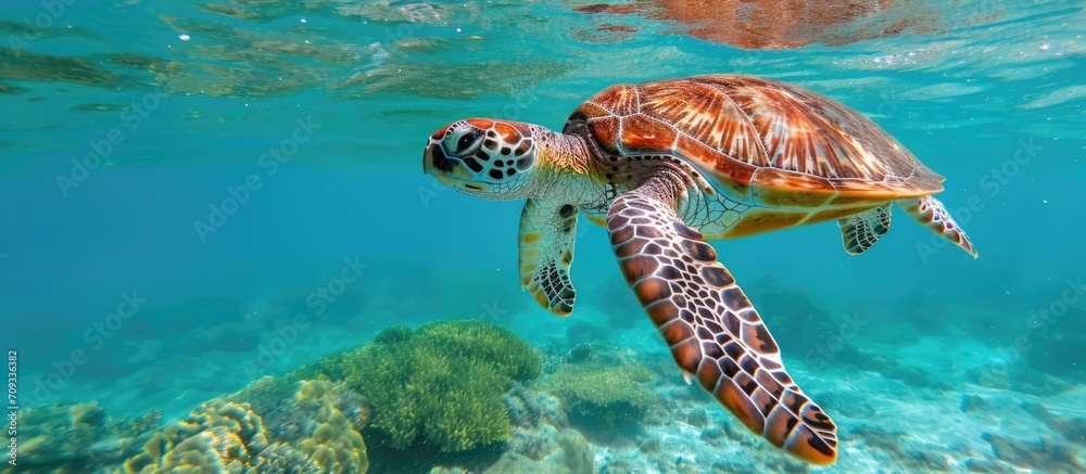 A sea turtle in the Caribbean swimming upward in clear waters. A sea turtle in the Caribbean swimming upward in clear waters.
