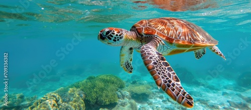 A sea turtle in the Caribbean swimming upward in clear waters.
