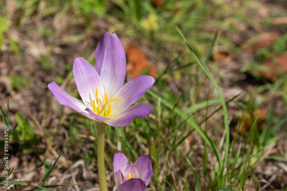 Close up of an autumn crocus (colchium autumnale) flower in bloom Close up of an autumn crocus (colchium autumnale) flower in bloom
