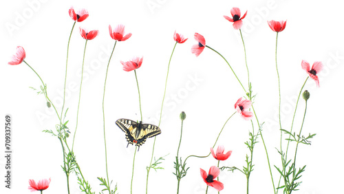 A striking Old World swallowtail butterfly flutters among delicate red poppies on a clean white background photo