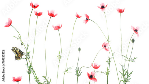 A solitary Old World swallowtail butterfly perches on a stem among a field of soft red poppies against a pure white background photo