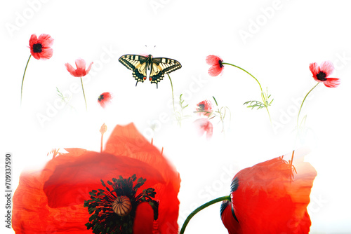 An ethereal composition featuring a Papilio machaon butterfly in flight among soft silhouettes of red poppies on a bright white background photo