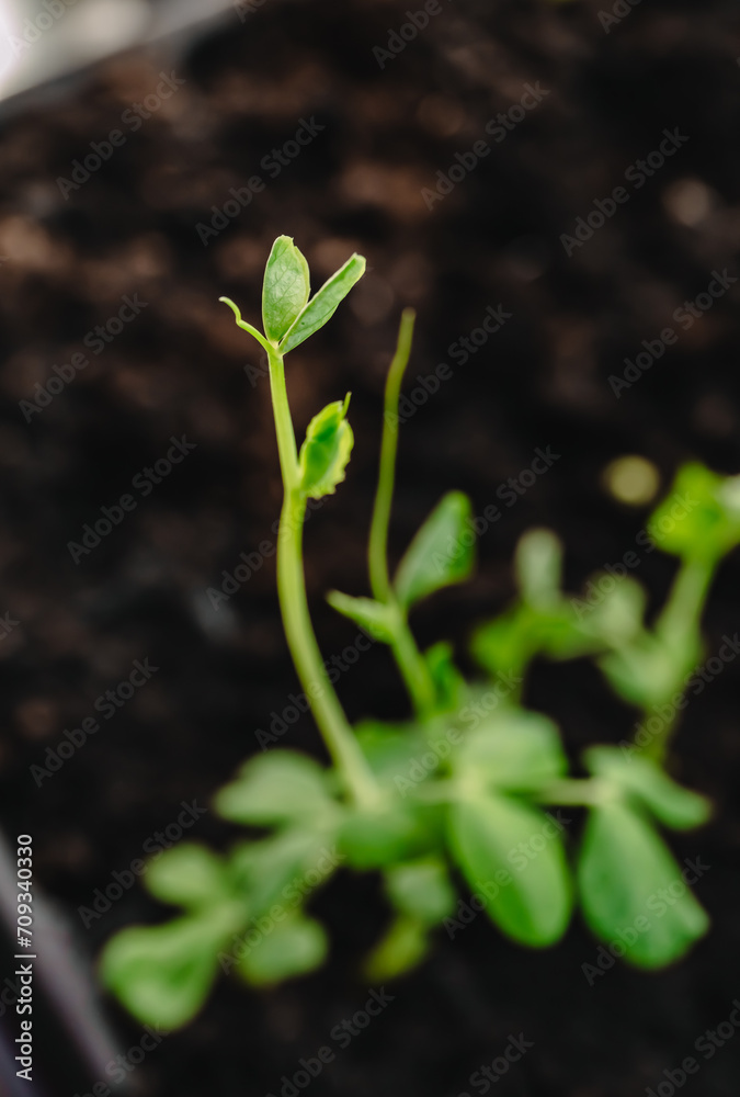 Young peas seedling stands in plastic pot. Plant in ground. Soil background. Copy space. Cultivation in greenhouse. Young sprout. Gardening hobby. Harvest growing. Closeup. Soft focus Young peas seedling stands in plastic pot. Plant in ground. Soil background. Copy space. Cultivation in greenhouse. Young sprout. Gardening hobby. Harvest growing. Closeup. Soft focus
