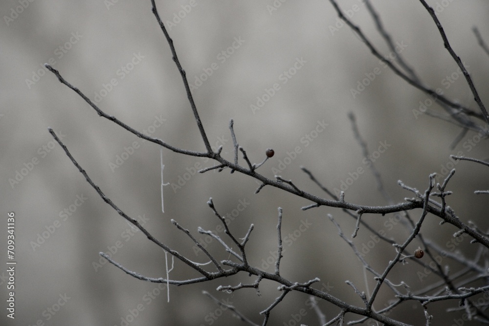 December morning heavy frost on spider webs Sugar Run Pennsylvania
