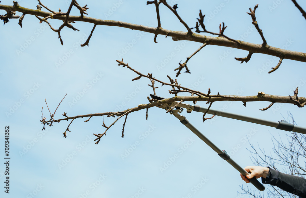 A gardener prunes a branch of tree. Secateurs, gardening scissors - cut tool. Side view. The man hands are cutting off a twig close-up. Garden care. Season of gardening work. DIY. 4k video A gardener prunes a branch of tree. Secateurs, gardening scissors - cut tool. Side view. The man hands are cutting off a twig close-up. Garden care. Season of gardening work. DIY. 4k video