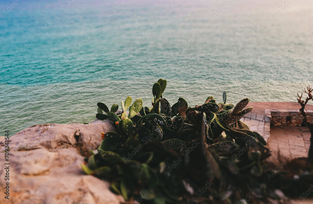 Desert plant, green cactus is growing on a cliff of a coast, shore. Blue water in Balearic sea. Summertime nature landscape. On a top, high of a rock.