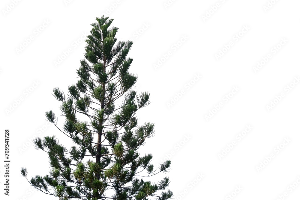 Pine trees with leaves branches on white isolated background for green foliage backdrop 