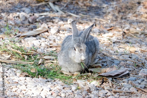 A grey rabbit sitting on the ground floor with daylight in outdoor 