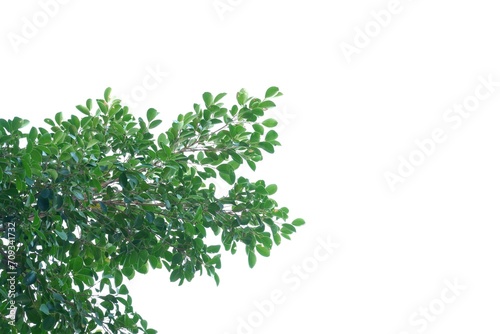 A Tropical tree with leaves branches and sunlight, on white isolated background for green foliage backdrop 
