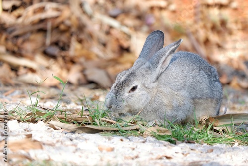 A grey rabbit sitting on the ground floor with daylight in outdoor 