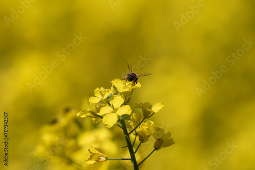 Close-Up of a Bee Pollinating Vibrant Yellow Rapeseed Flowers on a Sunny Day © PhotoRK