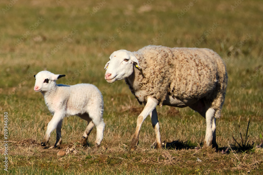 Naklejka premium sheep and lambs