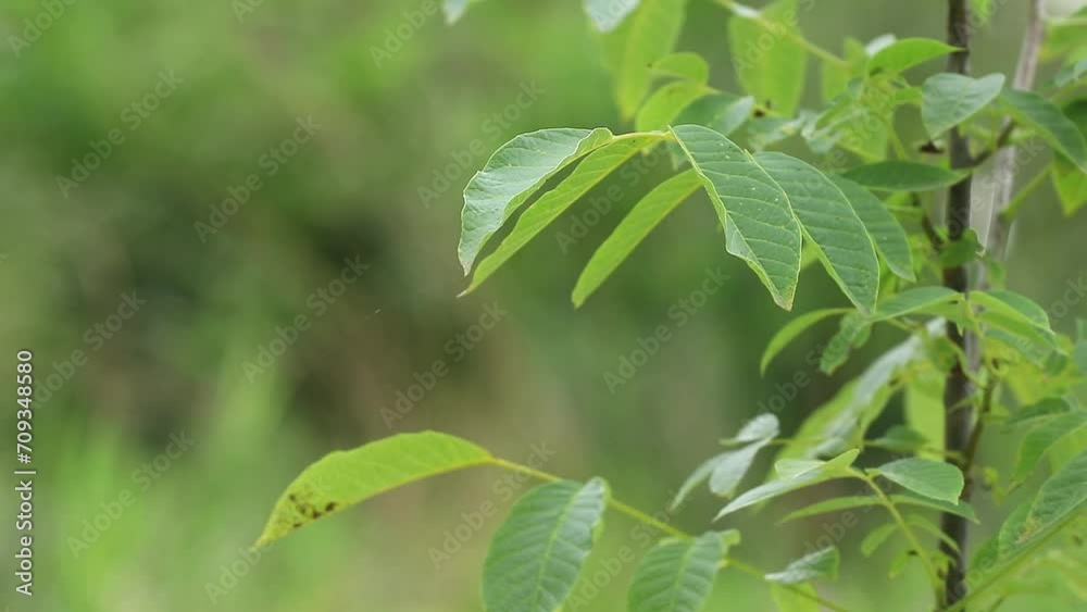 Young juicy walnut leaves.Walnut branches in the spring rain.Spring awakening. Young juicy walnut leaves.Walnut branches in the spring rain.Spring awakening.