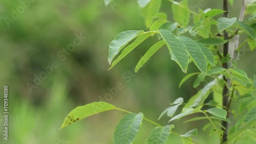 Wallpaper Mural Young juicy walnut leaves.Walnut branches in the spring rain.Spring awakening. Torontodigital.ca