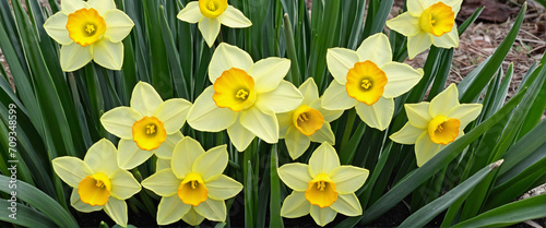 Vibrant yellow narcissus flowers in full bloom in an outdoor garden