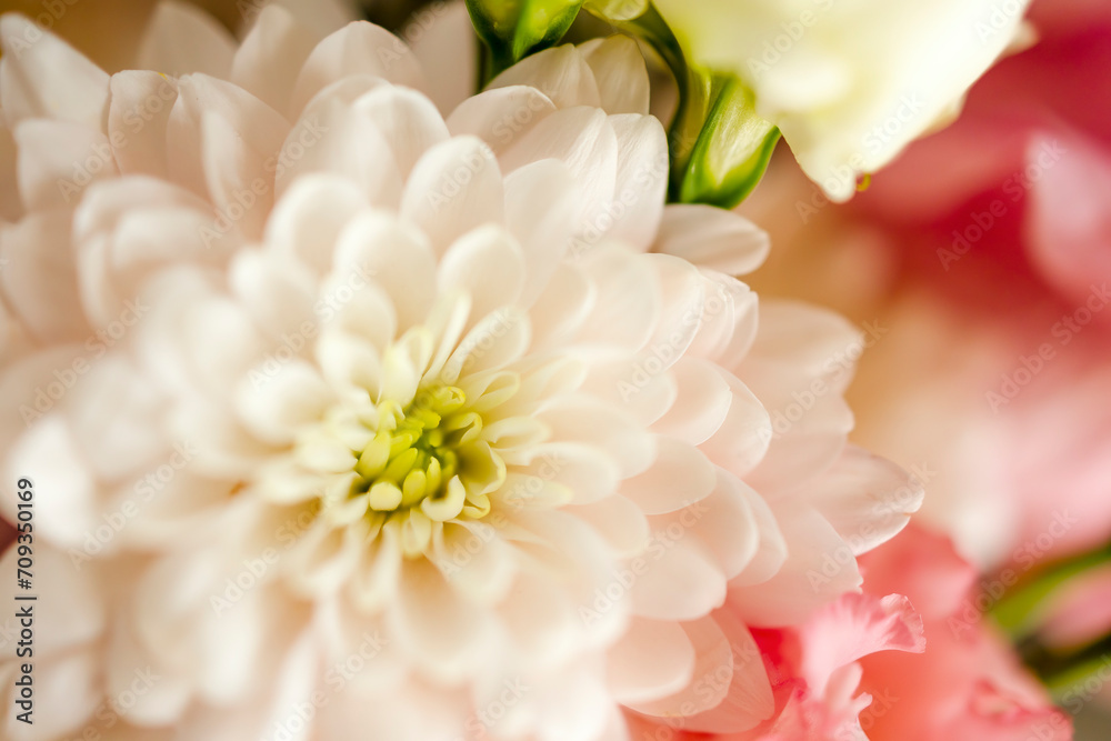 Macro flower with space for copy, greeting card with flowers close-up. Beautiful background with pink bright flowers, large chrysanthemum, mother's day, birthday, wedding, lovers' day