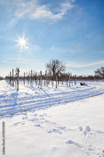 A snowy vineyard with a path around on a sunny winter day