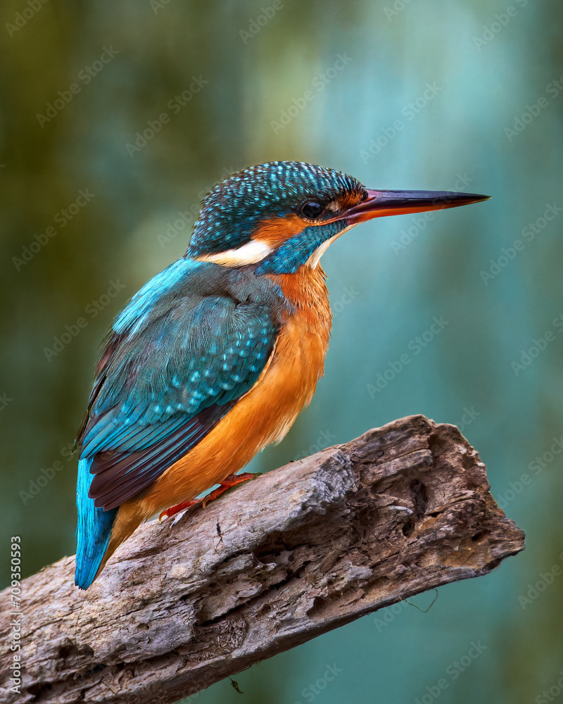 kingfisher on branch kingfisher on branch