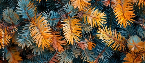 Colored Japanese larch (HDR) leaves. photo