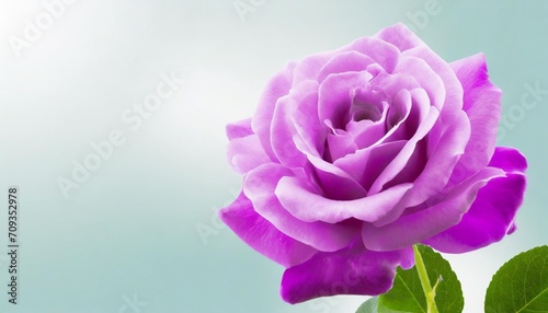 purple rose flower on background with clipping path closeup for design background nature