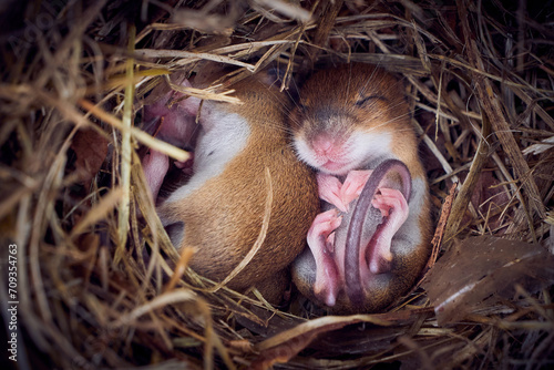 Baby mice sleeping in nest in funny position (Mus musculus) photo